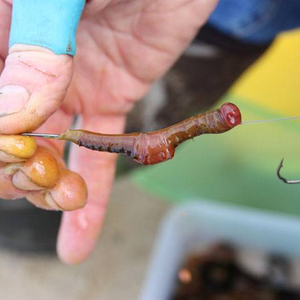 3_worm_on_shank.jpg_cap