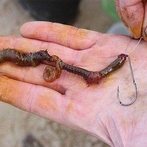 4_second_worm.jpg_cap