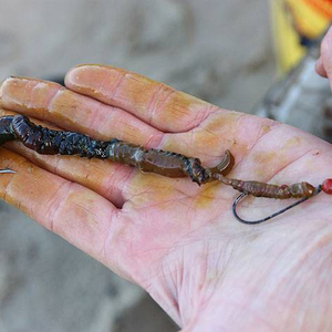 5_third_worm.jpg_cap