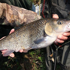 80785_bob_roberts_chub_tips_alternative.jpg_cap