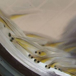 br_aug08_baby_barbel.jpg_cap