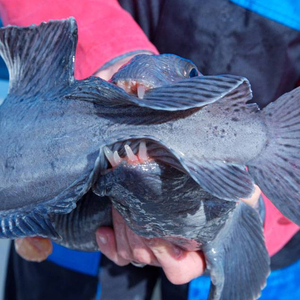 ss_iceland_pic6.jpg_cap