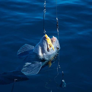 ss_iceland_pic7.jpg_cap