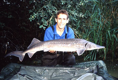 A bonus sturgeon from a trip carp fishing abroad, immediately after I hooked the fish it leaped straight out of the water.