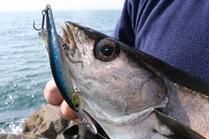 Plugging for Pollock from a lonely rock mark in SW Scotland