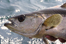 Pollock slipped back after putting up a good scrap on a plug.