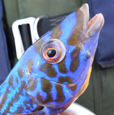 A wonderfully coloured Cuckoo Wrasse, Donegal.
