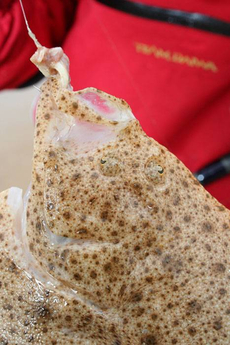 Shore caught Turbot close up