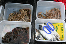 Steve puts massive store by top quality bait.