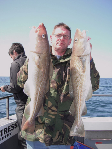 A fine brace of cod