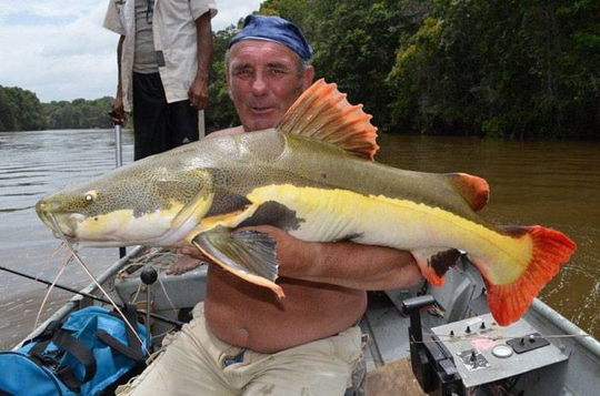 34389_joe_redtail-catfish.jpg_cap