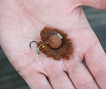 ms_ashmead_oct08_paste2.jpg_cap ms_ashmead_oct08_paste2.jpg_cap