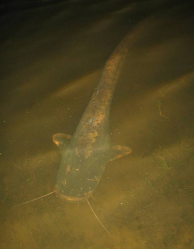 nev_july08_perfect_end.jpg_cap